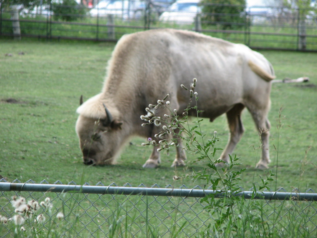 The White Bison