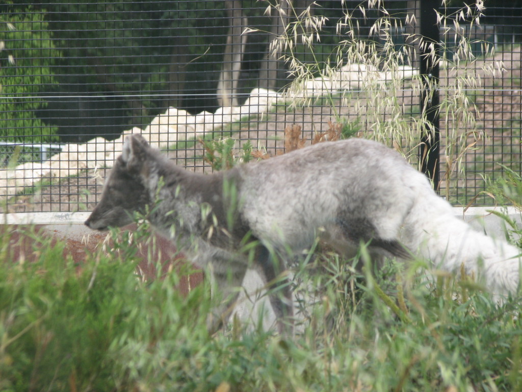 Arctic Fox