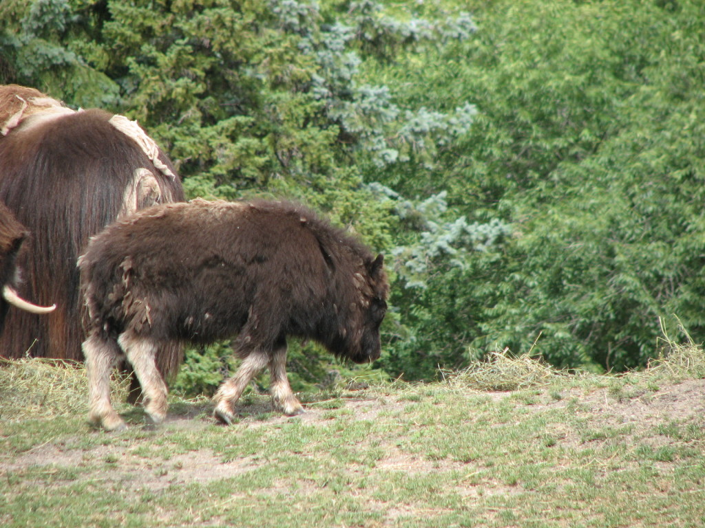 Baby Muskox