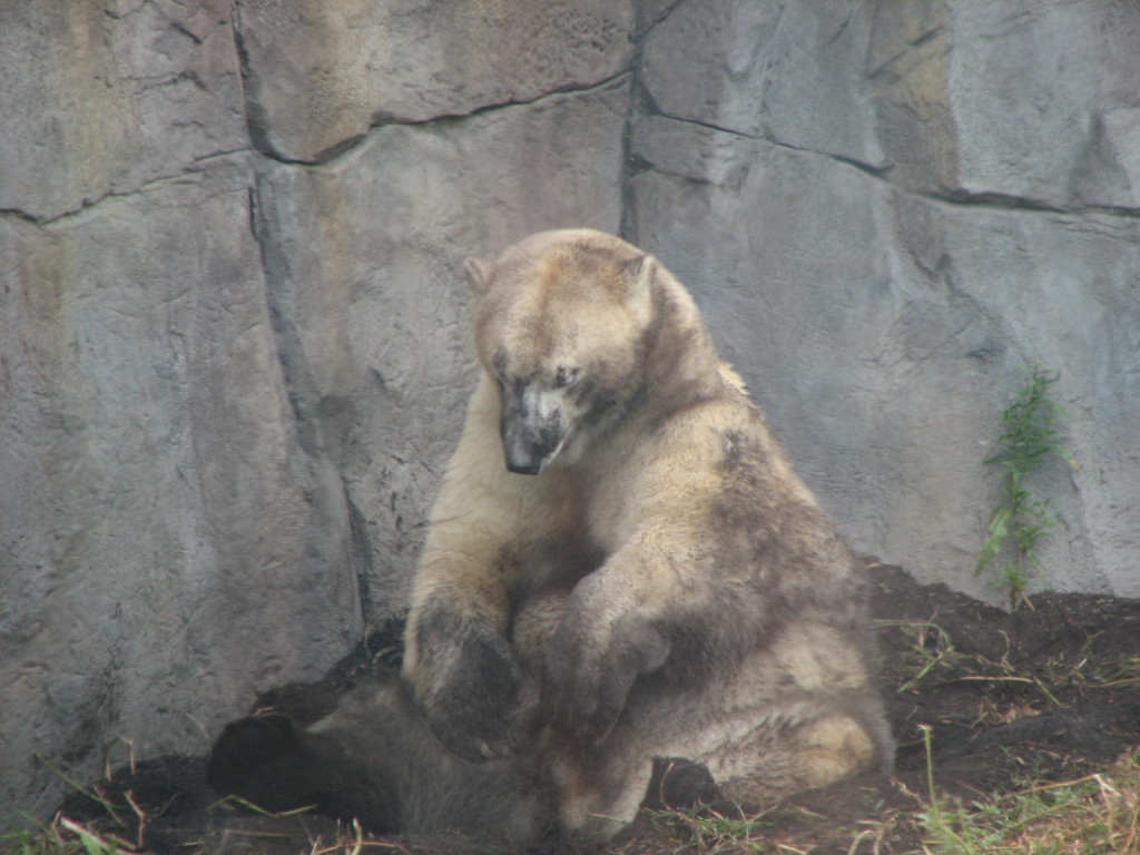 This polar bear preferred dirt to water on this day.