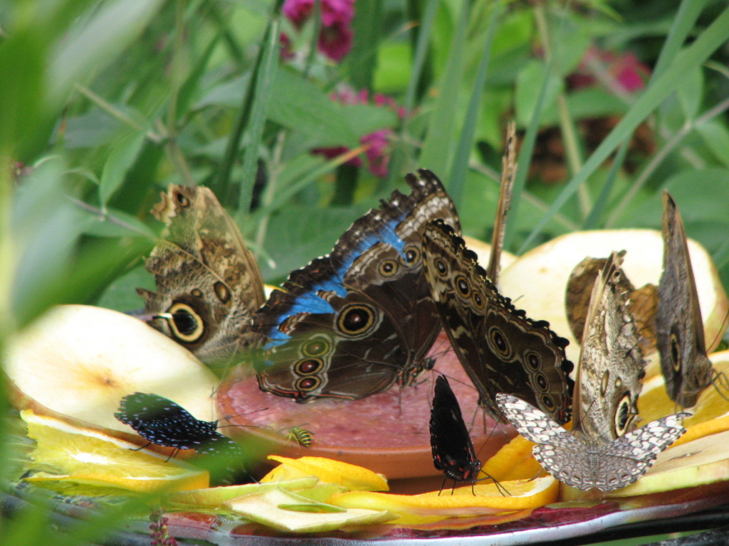 Here is a glimpse of the brilliant blue on the topside of the wings.