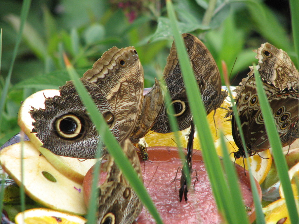 This butterfly looks like a lizard when its wings are folded.